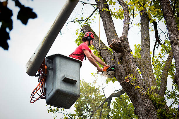 Trusted Hinton, OK Tree Care Services Experts